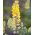 Lupino - Chandelier - Lupinus polyphyllus - Pianta perenne splendida per colore duraturo - Semi Freschi