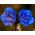 Pamacsos mézontófű - Phacelia campanularia - Remek napos virágágyásokba és szegélyekhez! - Friss vetőmagok
