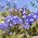 Kék törpe harangvirág, tündérgyűrű magok - Campanula pusilla - 170 mag