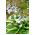 Хоста семена - Hosta sp. - 18 семян