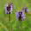 Semena Prunella - Prunella grandiflora - 50 semen