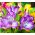 Peruvian Lily seeds - Alstroemeria Aurantiaca - 5 seeds