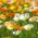 Izlandi mák - 3750 magok - Papaver nudicaule