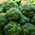 Brokkoli Cezar Samen - Brassica oleracea convar botrytis - 600 Samen
