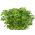 Basilikum Piccolino Samen - Ocimum basilicum L. - 650 Samen - 