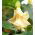 Semințe Datura Metel - Datura metel fl.pl - 14 semințe - Datura metel L.