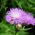 Centaurea americana - Centaurea americana - Flores llamativas para ramos cortados - Semillas frescas