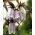 Bellflower Cherry Bells semena - Campanula punctata - 1200 semen