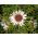 Carlina angélica - 75 semillas - Carlina acaulis ssp. simplex