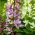 Diptam, Brennender Busch - Dictamnus fraxinella - 10 Samen -  
