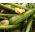 Courgette - Nimba - 12 graines - Cucurbita pepo