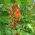 Scarlet Runner Bean, Multiflora Bean mix frön - Phaseolus coccineus