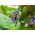 Graines de Passiflore Bleue - Passiflora caerulea - 22 graines