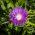 Persian Cornflower - Centaurea dealbata - Vibrant Bee Magnet, Perfect for Borders - Fresh Seeds