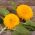 矮小的双向日葵种子 - 向日葵fl。 PL。 -  90粒种子 - Helianthus annuus - 種子