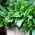 Albahaca Hoja de Lechuga - Ocimum basilicum - Hojas aromáticas grandes y frescas para ensaladas - Semillas frescas