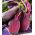 זרעי ריוול Beetroot - בטא vulgaris var. קונדיטיבה - 500 זרעים - Beta vulgaris