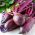 זרעי ריוול Beetroot - בטא vulgaris var. קונדיטיבה - 500 זרעים - Beta vulgaris