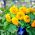 矮小的双向日葵种子 - 向日葵fl。 PL。 -  90粒种子 - Helianthus annuus - 種子