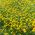 Dahlberg Daisy, Biji Golden Fleece - Thymophylla filifera - 1500 biji - Thymophylla  - benih
