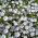 Sementes de Cinco Pontos - Nemophila maculata - 200 sementes