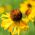 Orange Sneezeweed, Owl's Claws seeds - Helenium hoopesii - 250 seeds