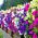Petúnia - Erkély Keverék - Petunia x hybrida pendula - Buján omló hajtások, lenyűgöző függő szépség - Friss vetőmagok