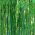 黄色の溝の種 -  Phyllostachys aureosulcata - Phyllostachys pubescens - シーズ