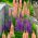 Staude Lupin - blanding - Lupinus polyphyllus - Spektakulære spir af farverige blomster! - Friske frø