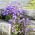 Campanula poscharskyana - Campanula poscharskyana - Azul interminable, perfecta cubierta vegetal - Semillas frescas