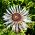 Carlina angélica - 75 semillas - Carlina acaulis ssp. simplex