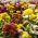 Chrysanthemum Fanfare Verbesserte Samen - Chrysanthemum x koreanum - 