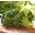 Brokkoli Cezar Samen - Brassica oleracea convar botrytis - 600 Samen
