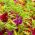 Kerti balzsam, Jewelweed magok - Impatiens balzsamina - 100 mag - Impatiens balsamina