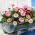 Százszorszép - rózsaszín - 600 magok - Bellis perennis