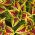 Coleus Dúhové semená - Coleus hybridus - 10 semien - Coleus blumei ‘Rainbow'