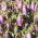 Bellflower Cherry Bells semena - Campanula punctata - 1200 semen