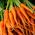 Carrot 'Comet - Kometa F1' seeds - Daucus carota