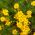 Dahlberg Daisy, Biji Golden Fleece - Thymophylla filifera - 1500 biji - Thymophylla  - benih