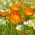 Izlandi mák - 3750 magok - Papaver nudicaule