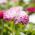 English Daisy Pomponette Mix seeds - Bellis perennis - 600 seeds