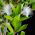 بذور الآس - Myrtus communis - 18 بذور - Myrtus communis L. - ابذرة