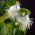 بذور الآس - Myrtus communis - 18 بذور - Myrtus communis L. - ابذرة