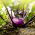 Purple Kohlrabi Alka seeds - Brassica oler convar. acephala var. gongylodes - 520 seeds