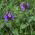 Semena Prunella - Prunella grandiflora - 50 semen