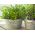 Herb Garden selama bertahun-tahun - Ramuan campuran -  - biji