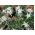 Edelweiss seeds - Leontopodium alpinum - 750 seeds