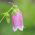 Bellflower Cherry Bells semena - Campanula punctata - 1200 semen