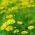 Dahlberg Daisy, Biji Golden Fleece - Thymophylla filifera - 1500 biji - Thymophylla  - benih