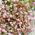 Pink Knotweed, semi di Knotweed giapponesi - Polygonum capitatum - 100 semi